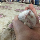 思宜